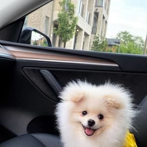 Meet your Posher, Mesut